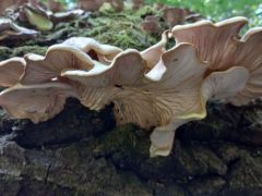 Laskagomba a Köpüs-völgyből. Ez még frissnek is számít!