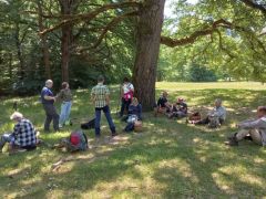 Milyen magasra mászik a szarvasbogár?