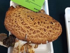 Pisztricgomba, Cerioporus squamosus