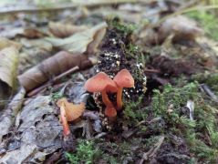 Lángpikkelyű csengettyűgomba*, Pluteus flammans