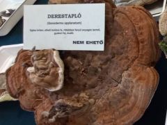 Deres tapló, Ganoderma applanatum. Emese méltán kedveli ezt a fajt.