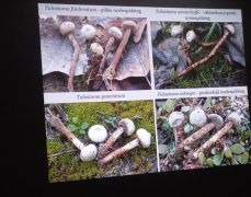 Nyelespöfetegek - a MIGE is érintve van