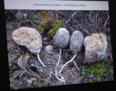 Árvalányhaj-pöfeteg. Ritka, de vasárnap most is előkerült