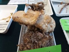 Sajnos a hőség meglátszik minden gombánkon