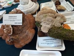 Összesen 60 faj neve került a fajlistába