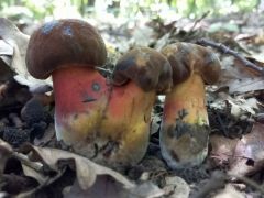 Céklatinóru bébik