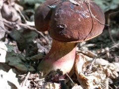 Ezt is céklának hittük először