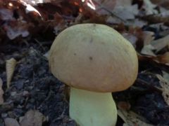 Okkerszínű tinóru