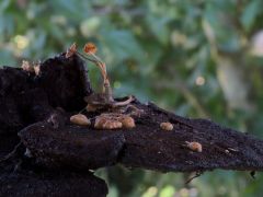 Taplón gomba - vagy gombák?