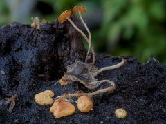 Képfeldolgozással csodákat lehet művelni