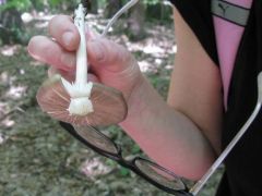 Széleslemezű fülőke boncolás