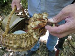 Már az árvégű fülőkék sem bírják sokáig