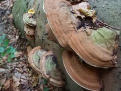 A két hónapja látott derestaplók szépen nőnek