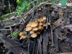 Sárgástönkű kígyógombák, a hűségesek