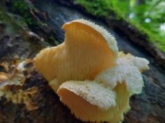 Tüskés sörénygomba - védett szépség