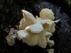 Áron visszament lefotózni pár nappal késöbb