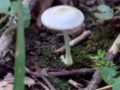 Bocskorosgomba - egérszürke vagy az apró?