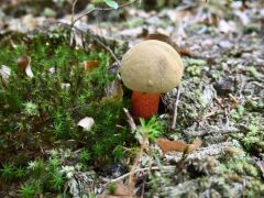 Egy gyönyörű farkastinóru - ritkán látjuk