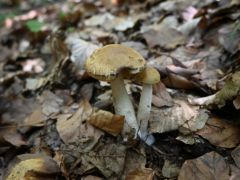 Az érdestinóruk kicsit jobban bírják