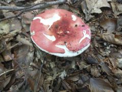 Nehéz sorsa van a bátraknak