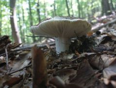 Galambgombából volt néhány faj