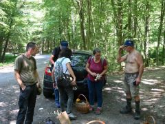 Galambgombákról, kötetlenül...