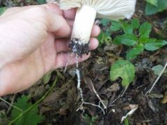 Széleslemezű fülőke tanulmány