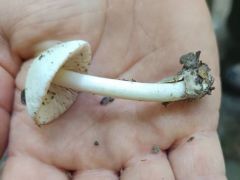 Egérszürke bocskorosgomba