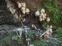 Mégiscsak találunk ma gombát?!