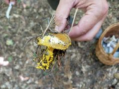 A nemezestinóruk java már aranypenészes