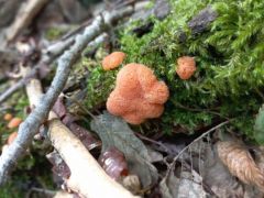 A nyálkagombákról is elmondjuk, amit kell