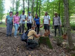 Sorfal a sárga kénvirággomba tömeg tiszteletére
