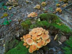 Képen valahogy sosem látszik olyan soknak...