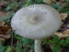 Végre selyemgombát is találtunk