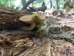 Molyhos tinóru is bőven került elő