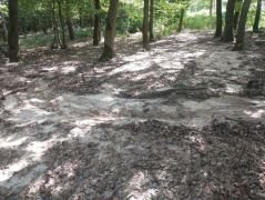 Az augusztusi 99 mm eső műve a fennsíki erdőben