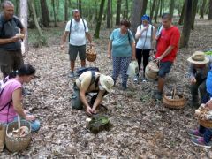 Viszont végre találtunk gyilkos galócákat!