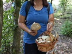 Nem lesz kicsi az a kosár? Sok a termetes piruló galóca.