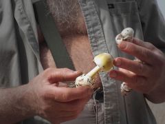 Gyilkos galócák, testközelben