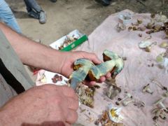 A vágásfelület színeződésének fontossága