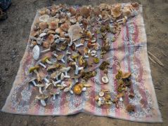 Két lepedőn 91 gombafajt mutattunk be, Béres Jánossal felváltva