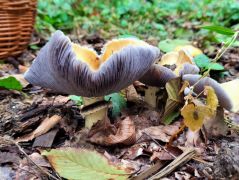 2025.09.27 - Közös túra a Zempléni Gombász Egyesülettel, Újhuta környékén