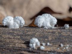 Hasadtlemezű gomba - jó fotón szebb mint élőben