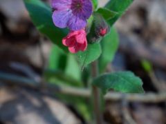 Pettyegetett tüdőfű - kevés virág nyílik még