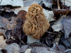 Cseh kucsmagomba - a legnagyobbak közül