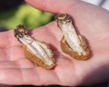 Az együregűség bemutatása