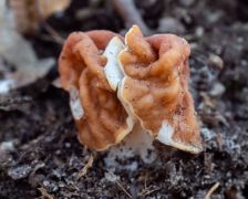 Vörösbarna papsapkagomba, a jellegzetes lapokkal