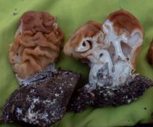 A többüregűség bemutatása