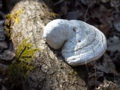 Bükkfatapló, hosszában...