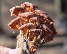 Elaggott téli fülőke csokor